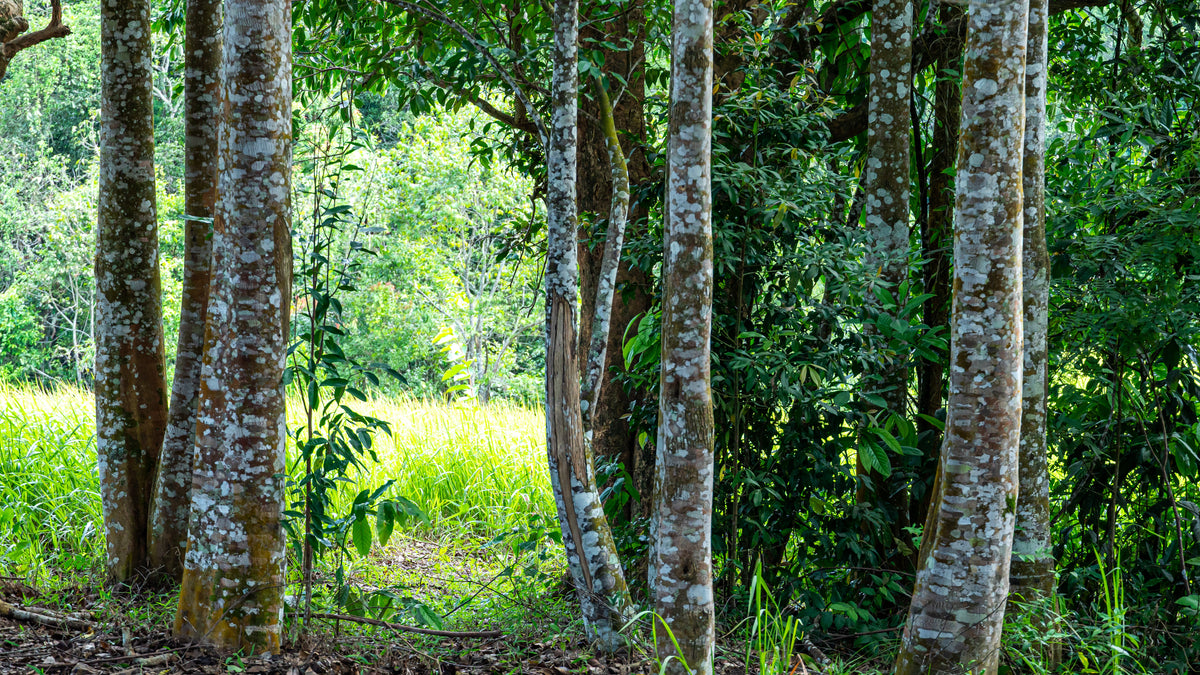 Agarwood trees in the forest