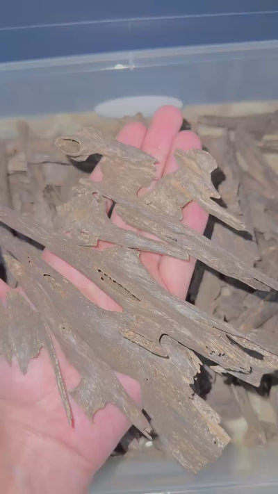 West Malay sinking agarwood