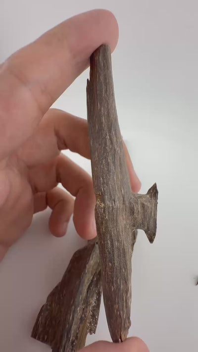 West Malay sinking agarwood