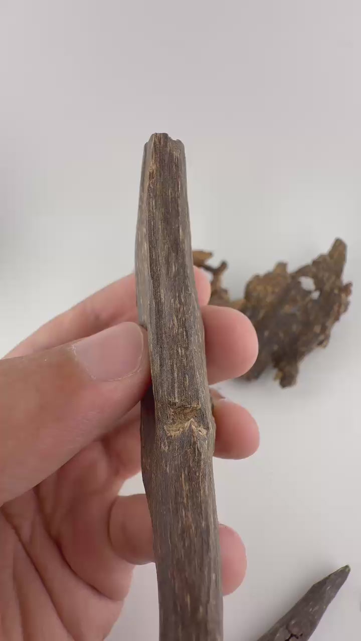 West Malay sinking agarwood