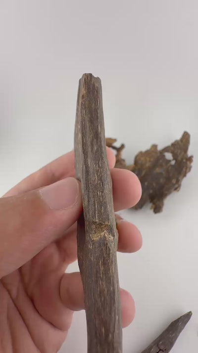 West Malay sinking agarwood