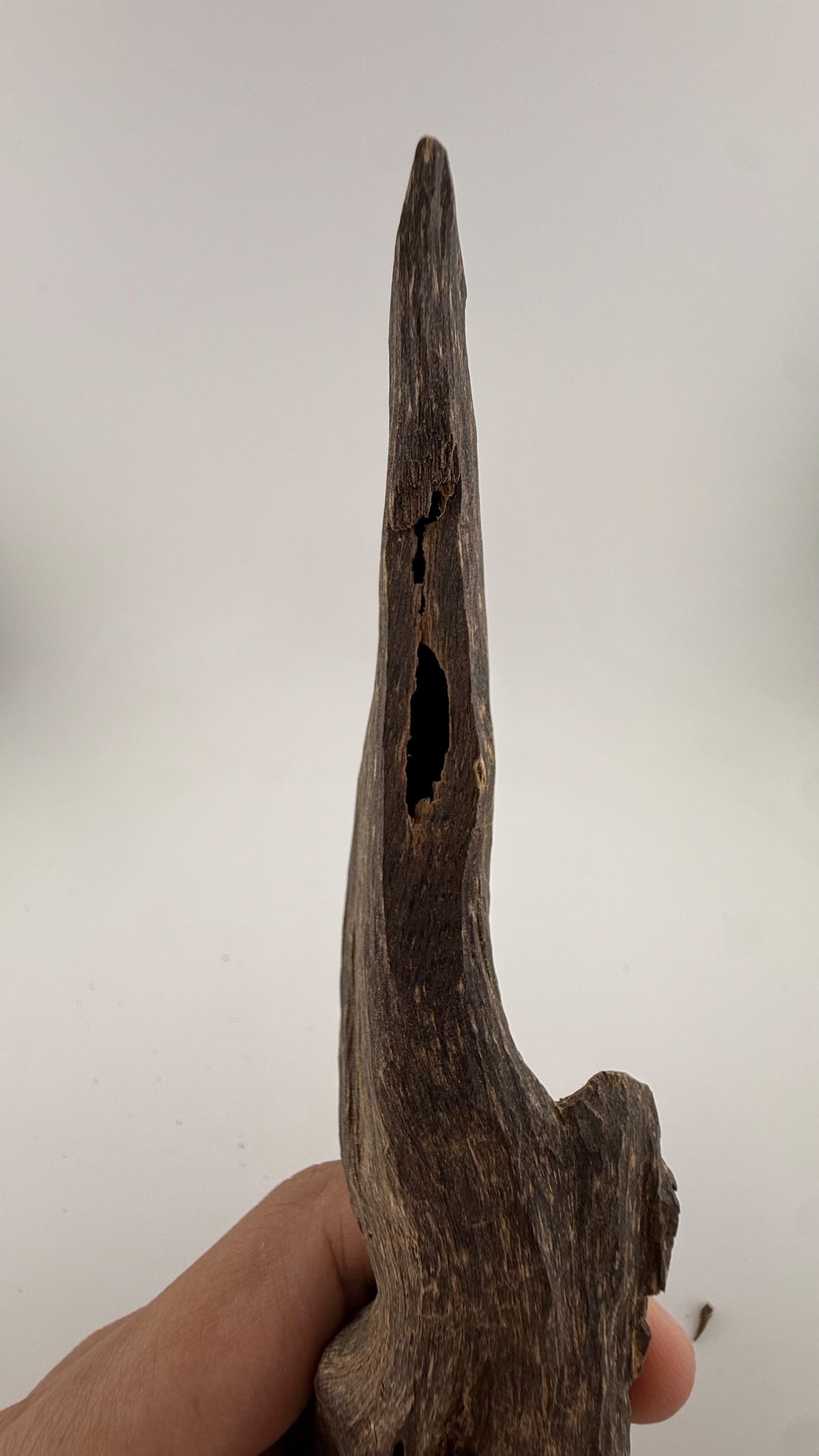 West Malay sinking agarwood