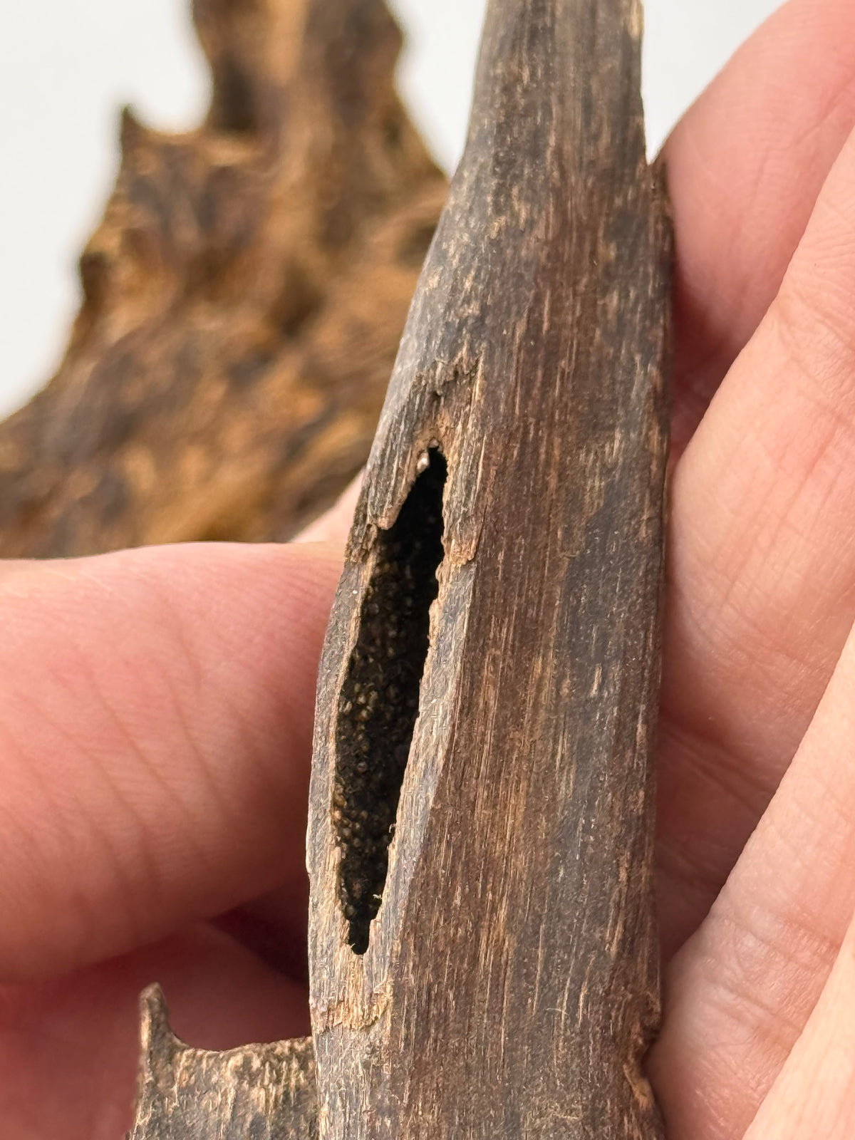 West Malay sinking agarwood