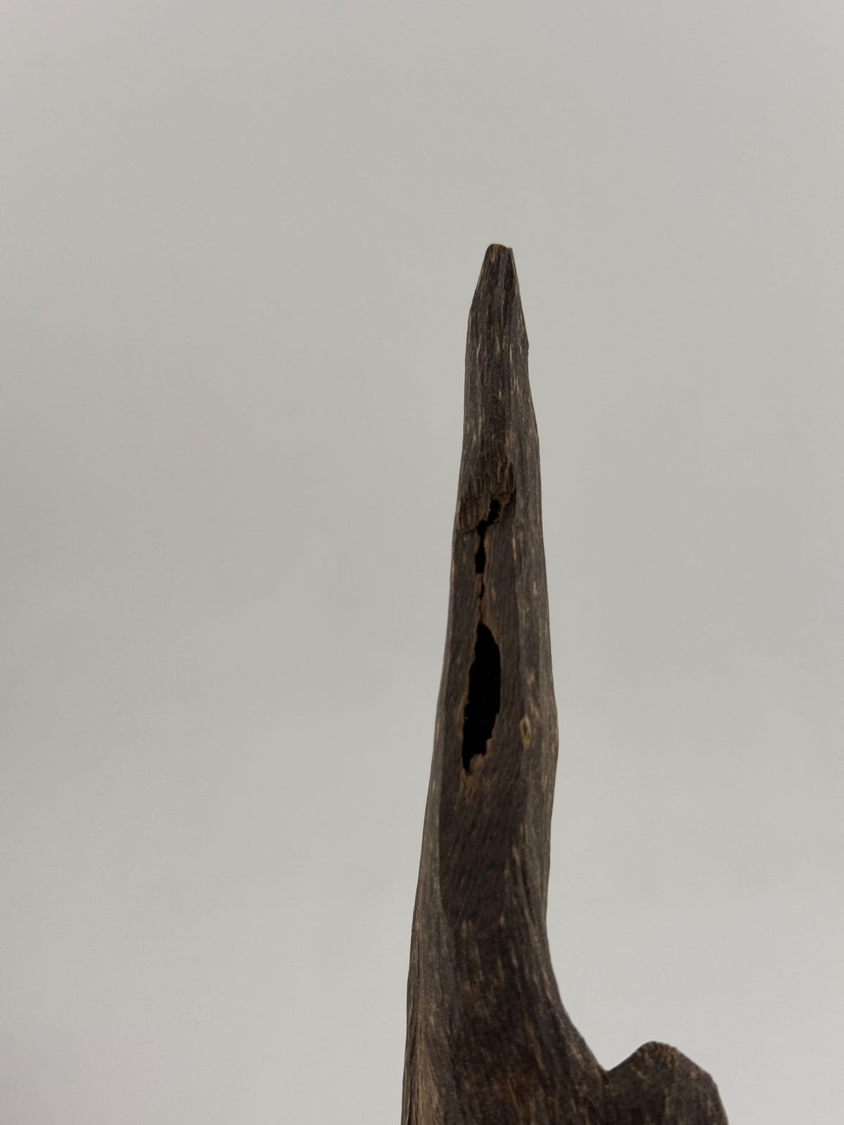 West Malay sinking agarwood